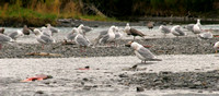 Kenai River, Birds and Fish0581285a
