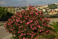 Castellammare, Flowers1024587