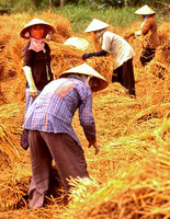 Tan An, Hay Harvest
