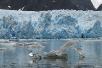 Tracy Arm, South Sawyer Glacier, Ice030515-9716a