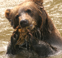 AWCC Brown Bear Cub0575489a