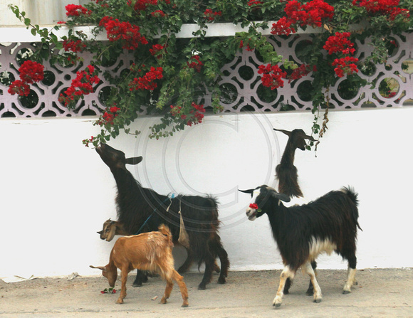 Northern Tunisia, Goats1026473a