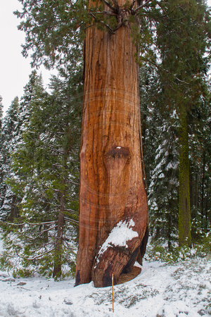 Sequoia NP, Sequoia Tree V121-5512