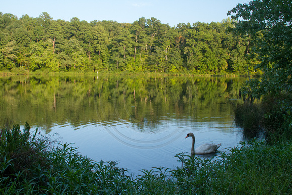 Swan by the Shore, Bass Lake, Holly Springs NC