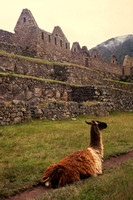 Machu Picchu, Llama S V-0017