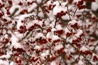 Dover, Berry Tree w Snow031215-4280