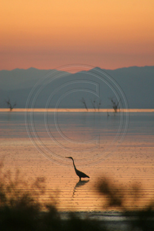 Salton Sea, Heron V0585092a