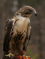 Center for Wildlife, Red Tailed Hawk V0730341a
