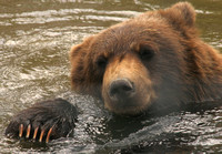 AWCC Brown Bear Cub0575402a