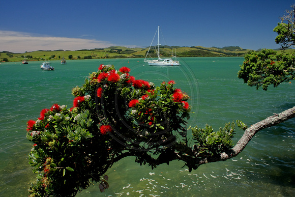 Mangonui, New Zealand, Pohutukawa Tree