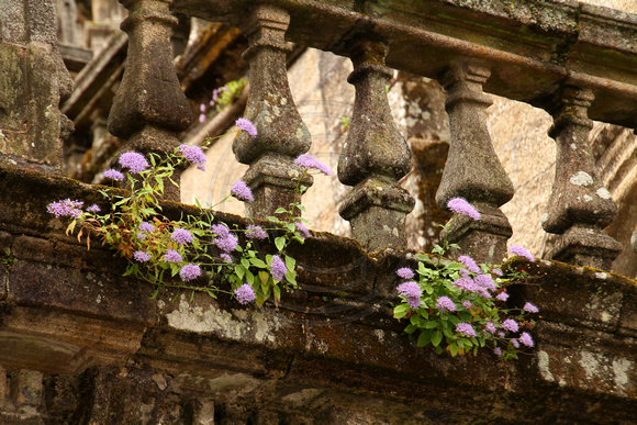 Santiago de Compostela, Cathedral, Flowers1036256a