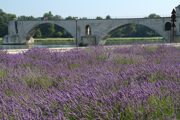 Avignon, Pont D'Avignon, Lavender0932834
