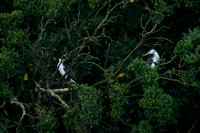 Doubtful Sound, Birds0736105