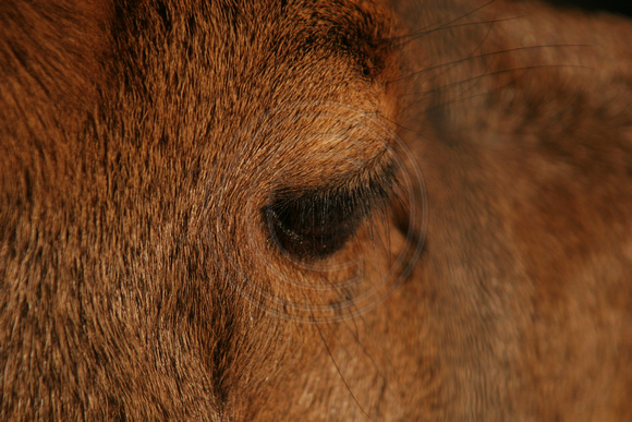 Moeraki, Deers Eye0735823