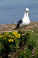 Channel Islands NP, Anacapa Is, Sea Gull V140-9363