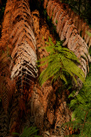 Taupo, Craters of the Moon, Ferns V0730712