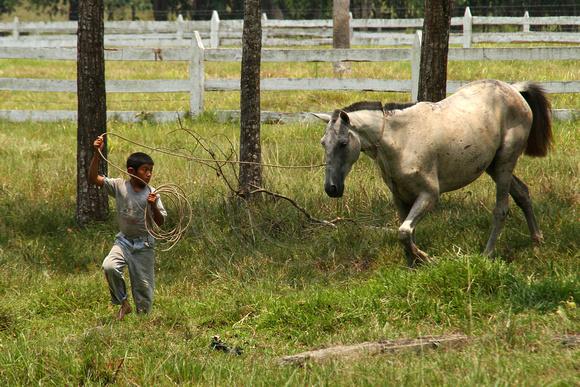 Eastern Guatemala, Ranch, Horse, Lassooed1117291a