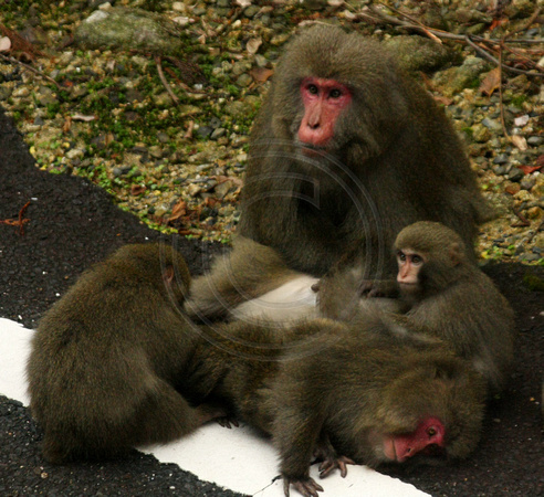 Yakushima, Monkeys0835032a