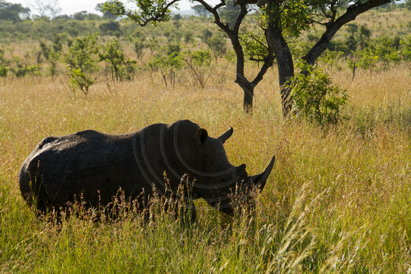 Kruger NP, White Rhinoceros120-6531