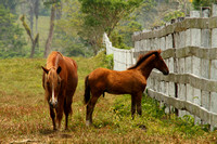 Eastern Guatemala, Ranch, Horses1117270