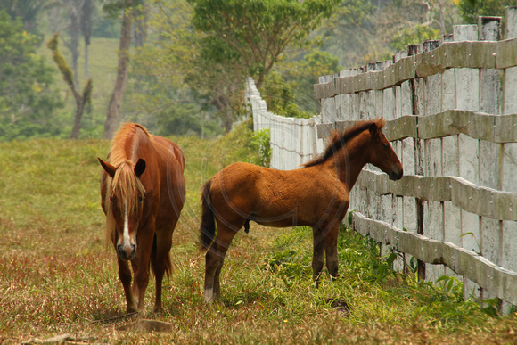 Eastern Guatemala, Ranch, Horses1117270