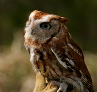 Center for Wildlife, Eastern Screech Owl0730447a