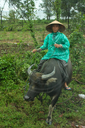 Central Vietnam, Kid on Water Buffalo V0949667