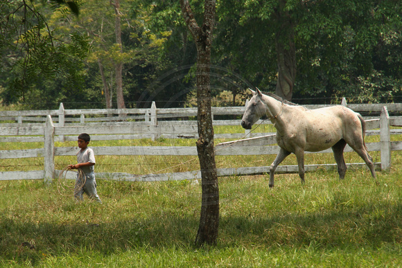 Eastern Guatemala, Ranch, Horse, Lassooed1117288a