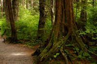 Sitka NHP, Forest Trail0819706