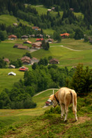 Grindelwald Valley, Cow V0942341