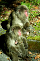 Yakushima, Monkeys V0831145