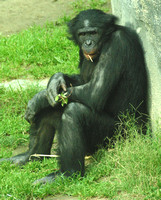 San Diego, Zoo, Chimpanzee, V030811-8008a