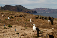 Channel Islands NP, Anacapa Is, Sea Gulls140-9328