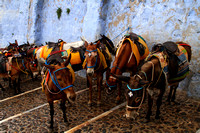 Santorini, Fira, Steps, Donkeys1017608a