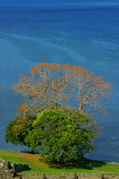 Portobelo, Bay, Trees, V040118-7619a
