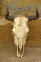 Loreto, Cattle Skull030212-1990a