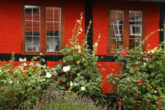 Bornholm, Gudhjem, Bldg, Flowers1044704a