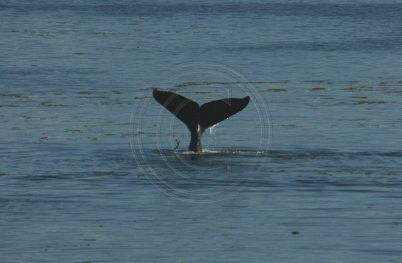 Icy Strait, Humpback Whale0820403a