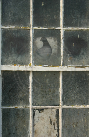Cape Egmont, Bird in Window V0732212a