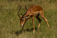 Kruger NP, Impala120-6944