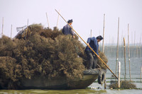 Nanhu Lake, Clearing Fishing Nets020412-7693