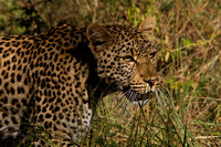 Kruger NP, Leopard120-6381