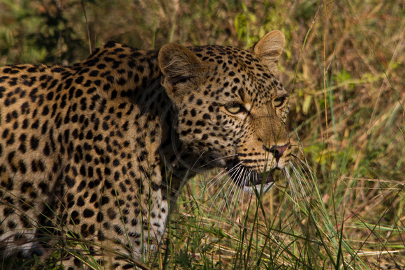 Kruger NP, Leopard120-6381
