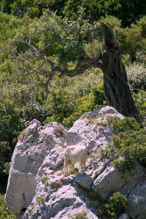Northern Sardinia, Mountain Goat V1028390a