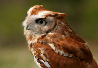 Center for Wildlife, Eastern Screech Owl0730462a