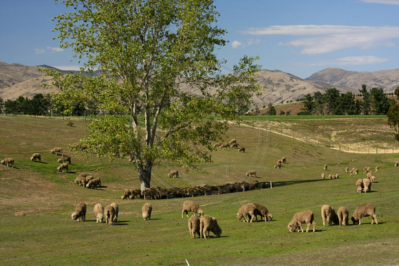 Lindis Valley, Sheep0814493a
