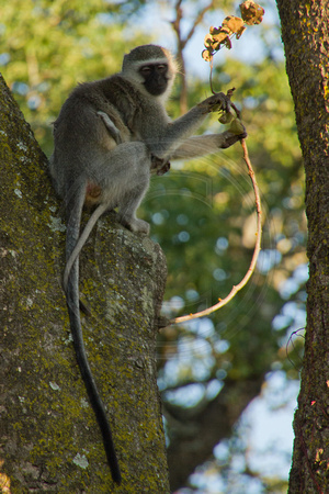 Kruger NP, Vervet Monkey V120-6546