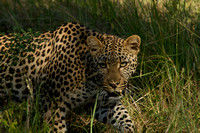 Kruger NP, Leopard120-6379