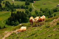 Grindelwald Valley, Cows0942328a