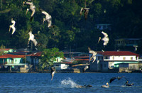 Portobelo, Diving Pelicans040118-7772a